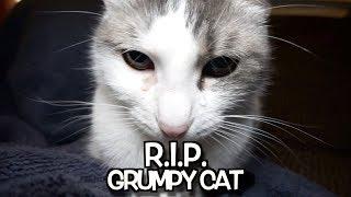 Talking Kitty Cat 67.2: - R. I. P.  Grumpy Cat - We'll never forget you.