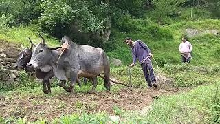 Ploughing Fields Using Animals In India || Ox Or Bulls