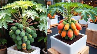 How to grow beautiful super dwarf papaya trees | Papaya air layering method