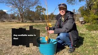 Unboxing Bareroot Fruit Trees - PlantNet