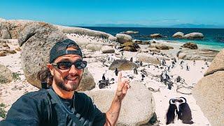 Gringos Find Penguins in Africa 