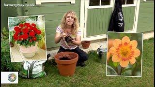 How to grow Dahlia tubers in a patio container - FarmerGracy.co.uk