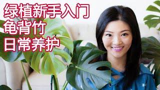 绿植新手入门系列 01 | 龟背竹日常养护宝典 | Indoor Plant Care Guide | Monstera Deliciosa Care Tips