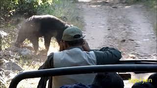 SLOTH BEAR CROSSING THE ROAD WITHOUT DISTURBING IN RANTHAMBHORE NATIONAL PARK