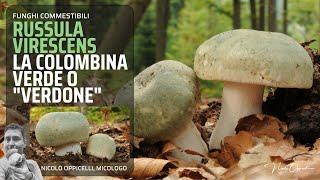 Funghi commestibili | Russula virescens, la colombina verde