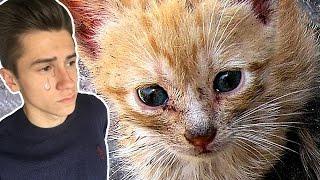 Котёнок, который хотел жить | TRY NOT TO CRY CHALLENGE | ПОПРОБУЙ НЕ ЗАПЛАКАТЬ ЧЕЛЛЕНДЖ