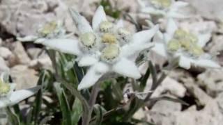 Grigna Settentrionale Flora alpina Endemismi insubrici Rifugio Bietti Alpe Cainallo Porta di Prada