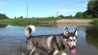 Лето. Речка Судогда. Воскресные прогулки.