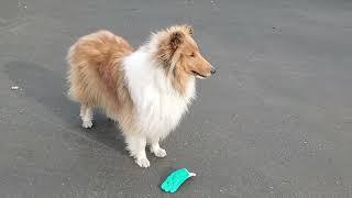 Rory, the rough collie playing with garden gloves. #dog #collie #dogtricks #roughcollie #sillydog