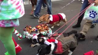 Corgis on Parade - San Diego Gaslamp Pet Parade