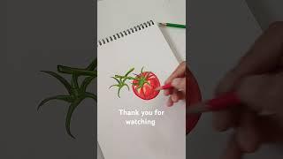 Tomato  drawing #color pencil #art #ytshort #trending song