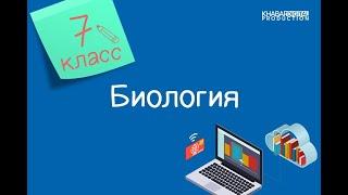 Биология. 7 класс. Значение сна для организма человека. Биологические ритмы