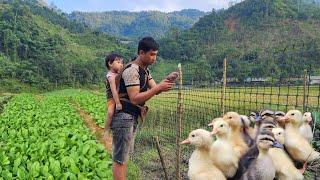 Renovate the vegetable garden to prepare for the new vegetable crop. Farm life of a single dad