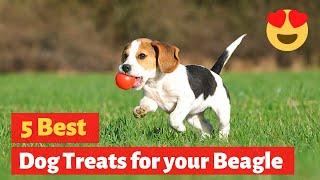 What are the Best Dog Treats for your Beagle? Here are the Top Picks