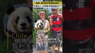 歪果朋友超级期待熊猫奇遇记！
