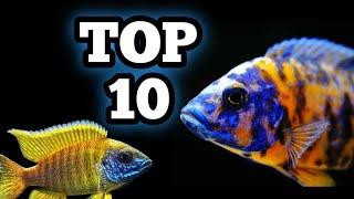 TOP 10 MALAWI HAP CICHLIDS