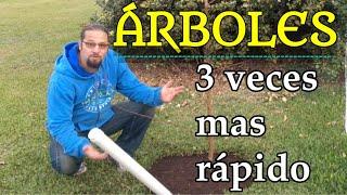 como plantar un arbol para que crezca tres veces mas rapido.