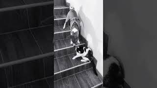 Жесткая разборка на лестнице. Собака и кот