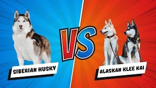 Alaskan Klee Kai or Siberian Huskies? Discover 12 Important Differences