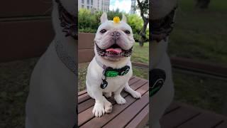 근심 걱정 사라지게 만드는 미소 모두 행복해져라 뿅‼️ 당신은 좋은 사람 #bulldog #frenchbulldog #힐링영상 #smiledog #행복한강아지 #cutedog