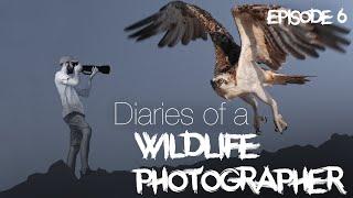 Diaries of a Wildlife Photographer: Osprey Eagle, Coastlife and Underwaterphotography in Egypt