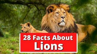 28 Facts About Lions | Global Facts