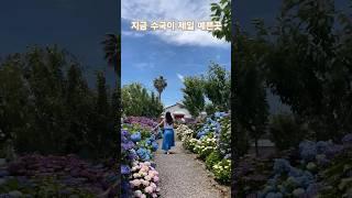 #제주수국명소 #제주여행핫플 #답다니수국#제주수국 #제주답다니 #인스타핫플  #여행좋아yeon #jeju #서귀포가볼만한곳 #济州岛