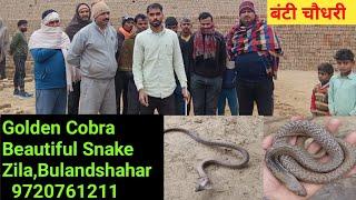 jehreela saamp .cobra snake rescue video from village satwara district Bulandshahar. #snake