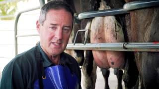 DairyNZ Healthy Udder