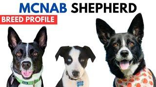 McNab Shepherd Breed Profile History - Price - Traits - McNab Shepherd Grooming Needs - Lifespan