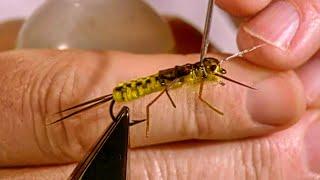 Oliver Edwards ties his Chequer Weave Stone Fly Nymph