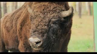 European Bison Or Bison Bonasus, Also Known As Wisent Or European Wood Bison Chews Food In Aviary