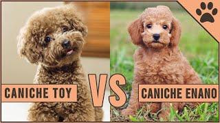 Caniche Toy vs Caniche Enano  - ¿Qué raza de perro es mejor? | Perros Mundo