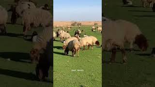 اشتركو بقناتي مربي الاغنام غنم جبل
