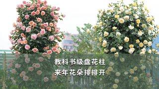 【海媽園藝課堂28】教科書級盤花柱，來年花朵排排開|Growing Tips for Rose Obelisks