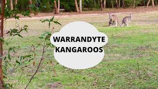 Warrandyte KANGAROO day trip from Melbourne via PT