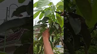 The first method pruning avocado tree #46