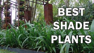 The Top 10 Shade plants - Ozbreed