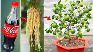 3 SUPER SPECIAL TECHNIQUES for breeding LEMONS from coca~cola to grow quickly and create fruit