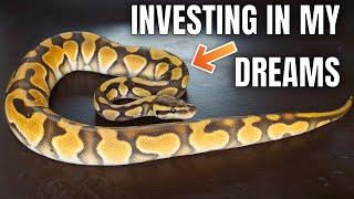 Going For Broke! Why I’m INVESTING in Ball Pythons