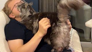 Wholesome Cat Video How Loving Maine Coons Can Be 