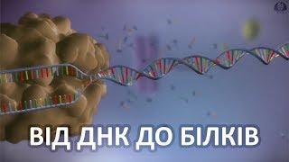 Від ДНК до білків [yourgenome]