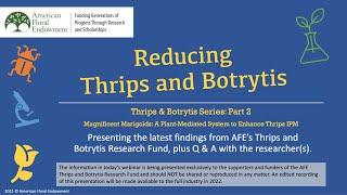 Thrips: Magnificent Marigolds - A Plant-Mediated System to Enhance Thrips IPM