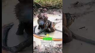 This Monkey’s Reaction Will Break Your Heart  #shorts