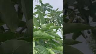 The Fuerte avocado  alternate bears #garden#gardening#gardeningtips#gardenplants#gardenscapes