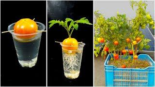 How to grow tomato plant at home from fruit || Water propagation for planting