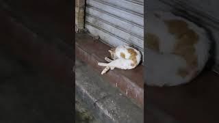 cat licking itself (zero privacy granted)