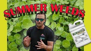 Summer Weeds and How to Kill Them | Kill Weeds in the Heat of The Summer Without Killing Your Lawn!!
