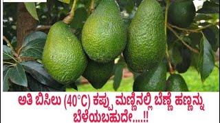 Butterfruit Farming  in Dry land | Avocado Farming | #agriculture #butterfruit #farming