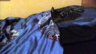 Uschi my Cat